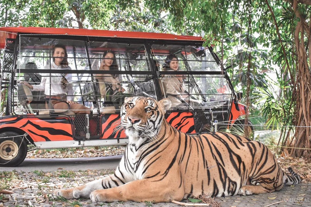 {"id":720,"name":"package-tours\/places\/41-6-408dc84da94fb9c338c97003e0c3dff9.jpg","package_tours_places_id":41,"alt":"Tiger Park Pattaya","position":7,"cover":0,"status":1,"created_at":"2024-09-02T09:34:59.000000Z","updated_at":"2024-09-02T09:34:59.000000Z","deleted_at":null}